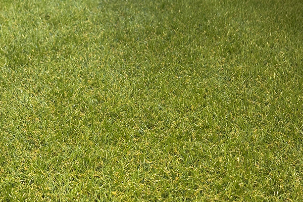 人口芝 | シンビエンス世田谷尾山台 | 新築分譲マンション